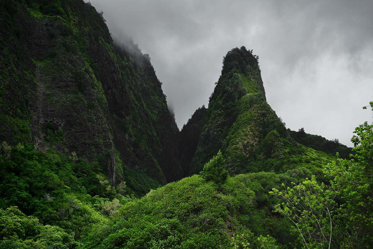 tree landscape photo of green mountain forest